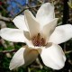 Magnolia 'Cecil Nice'