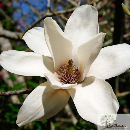 Magnolia 'Cecil Nice'