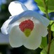 Magnolia sieboldii 'Colossus'