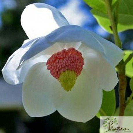 Magnolia sieboldii 'Colossus'