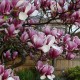 Magnolia soulangeana 'Rustica Rubra'
