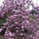 Magnolia soulangeana 'Rustica Rubra'
