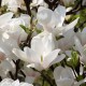 Magnolia soulangeana 'Alba Superba'