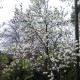 Magnolia soulangeana 'Alba Superba'