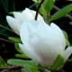 Magnolia soulangeana 'Alba Superba'