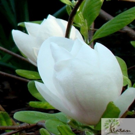 Magnolia soulangeana 'Alba Superba'