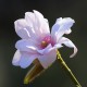 Magnolia 'Pink Beauty'