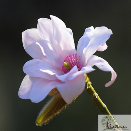 Magnolia 'Pink Beauty'