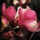 Magnolia soulangeana 'Rustica Rubra'