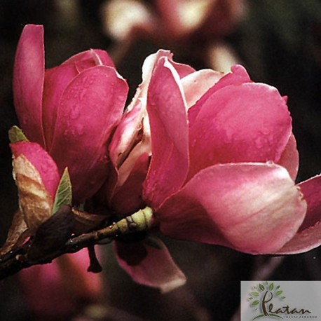 Magnolia soulangeana 'Rustica Rubra'