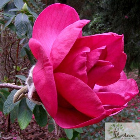 Magnolia 'Felix Jury'