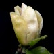 Magnolia 'Tranquility'