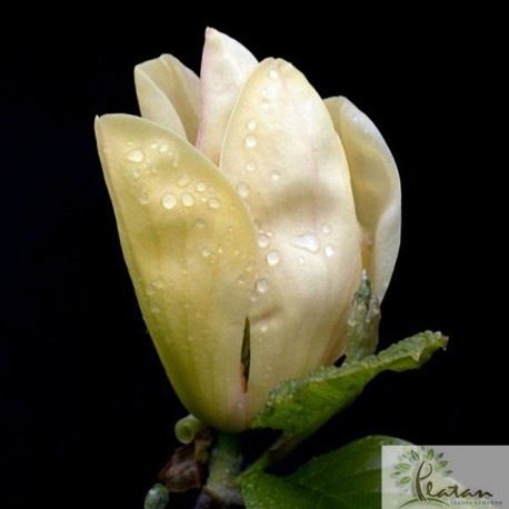 Magnolia 'Tranquility'