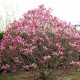 Magnolia liliiflora 'Betty'