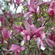 Magnolia liliiflora 'Betty'