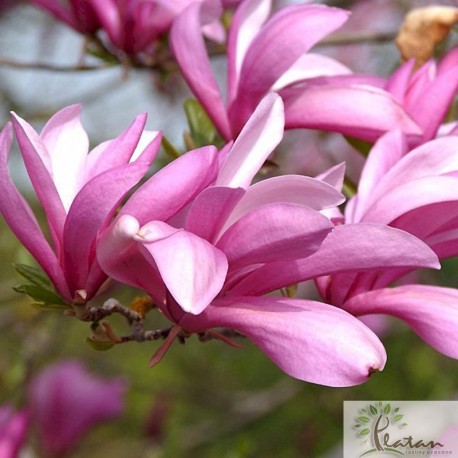 Magnolia liliiflora 'Betty'