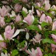 Magnolia 'George Henry Kern'