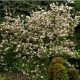 Magnolia 'George Henry Kern'