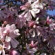Magnolia  'Leonard Messel'