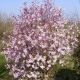 Magnolia  'Leonard Messel'
