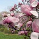 Magnolia 'Pinkie'