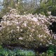 Magnolia 'Pinkie'