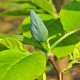 Magnolia acuminata 'Blue Opal'