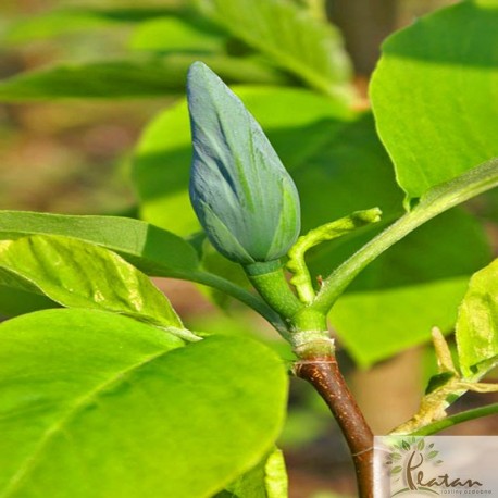 Magnolia acuminata 'Blue Opal'