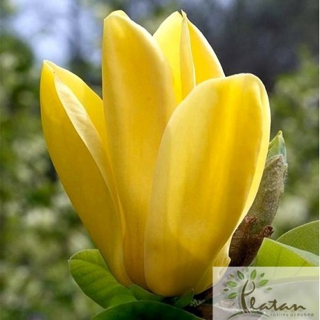 Magnolia 'Yellow Joy'
