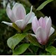 Magnolia 'Verbanica'