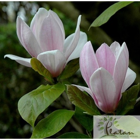 Magnolia 'Verbanica'
