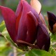 Magnolia 'Black Beauty'