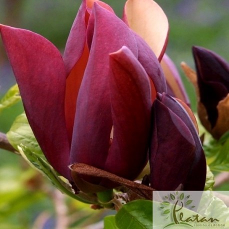 Magnolia 'Black Beauty'