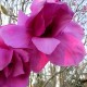 Magnolia 'Purple Sensation'