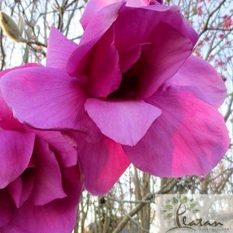Magnolia 'Purple Sensation'