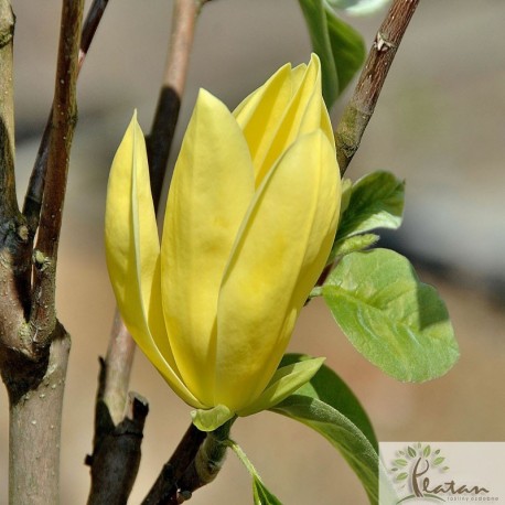 Magnolia 'Daphne'