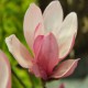 Magnolia 'George Henry Kern'