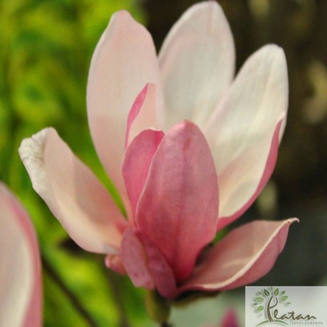 Magnolia 'George Henry Kern'