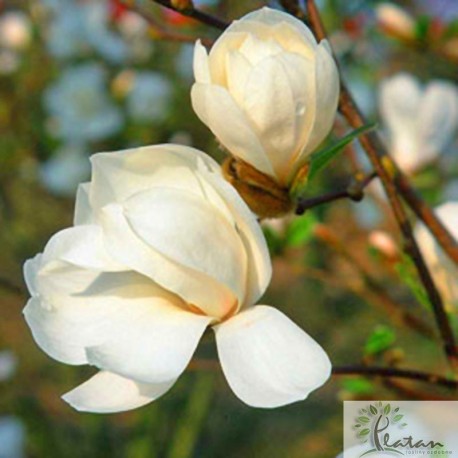 Magnolia loebneri 'Merrill'