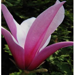 Magnolia 'Orchid'