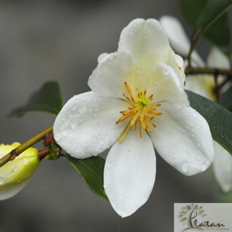 Magnolia dianica 'Summer Snowflake'