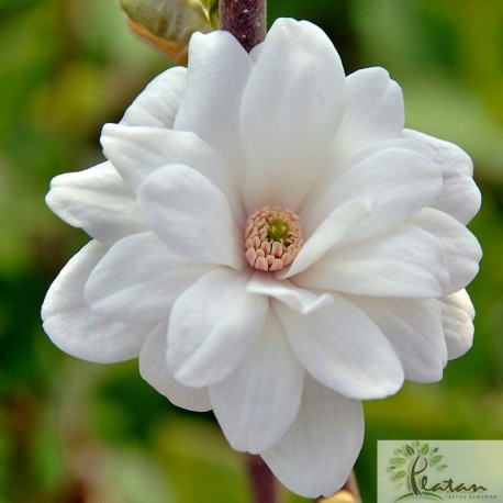 Magnolia 'Mag's Pirouette'