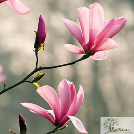 Magnolia 'Galaxy'