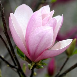 Magnolia 'Pinkie'