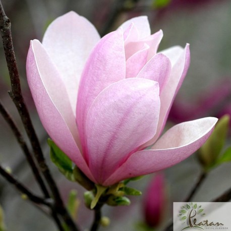 Magnolia 'Pinkie'