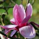 Magnolia 'Yaeko'